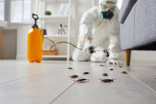 Post-Treatment Bed Bug Interceptor Monitoring in Princeton Junction